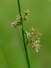 Image result for Juncus exsertus