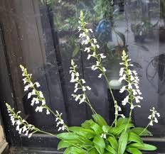 Image result for Stenoglottis