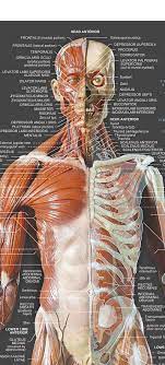 Draw your own chart with me as we go, it really helps learning the material. Anatomy Overlay Chart Excellent Map Of How The Spine Body Overlays The Hand In Anatomy Charts Are Visual Depictions Of The Human Body Katalog Busana Muslim