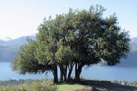 Image result for Maytenus chasei