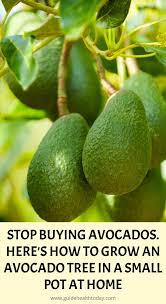 Stop Buying Avocados Here S How You Can Grow An Avocado Tree In A Small Pot At Home Growing An Avocado Tree Avocado Tree Herbalism