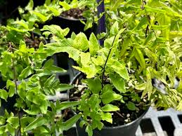 Image result for Cheilanthes viridis