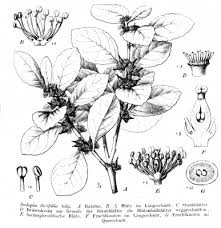 Image result for Scolopia