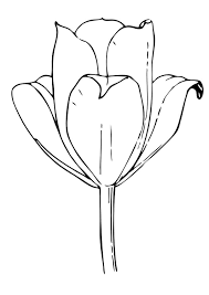 Malvorlage Tulpe Kostenlose Ausmalbilder Zum Ausdrucken