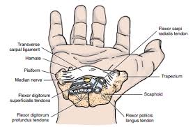 Edges of the fpl tendon, but note that the tendon usually retracts proximally to a point proximal to the transverse carpal ligament; Carpal Tunnel Anatomy Epomedicine