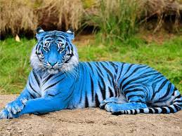 This Is Rare Tiger Species Rare Animals Tiger Wallpaper