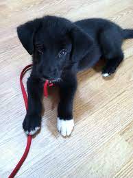 Black german shepherd and lab mix puppies. Black Lab German Shepherd Mix Puppy