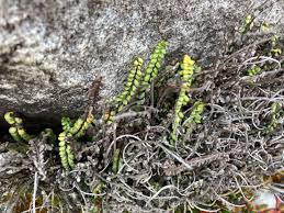 Image result for Grammitis