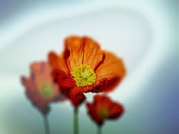 Check spelling or type a new query. Free Images Nature Green Spring Summer Beauty Closeup Yellow Anemone Macro Flower Plants Ornament Meadow Red Orange The Delicacy Blue The Background Garden Flowers Small Flowers Composition Plant A Garden Flora