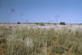 Image result for Dictyophleba