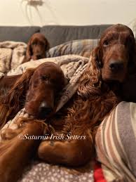 Image result for irský setr