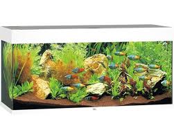 In diesem aquarium können sie folgende maximal anzahl an fischen halten Aquarium Juwel Rio 180 Mit Led Beleuchtung Pumpe Filter Heizer Ohne Unterschrank Weiss Bei Hornbach Kaufen