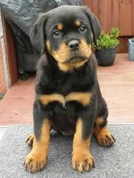 Rottweiler puppy training needs to follow certain steps and tips. Tumblr Rottweiler Puppies Rottweiler Dog Dog Training
