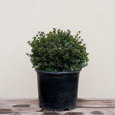 Image result for Buxus