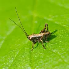 Check spelling or type a new query. Get Rid Of Crickets Mole Crickets Trifecta Natural