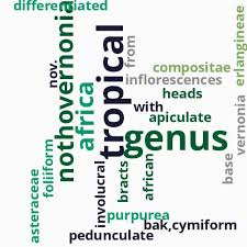 Image result for Vernonia amblyolepis