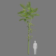 Image result for Schizolobium parahyba