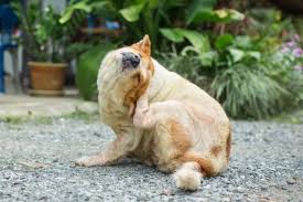 Image result for what do Cheyletiella look like in dog fur