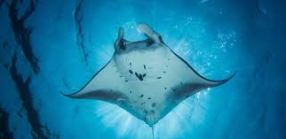 About Belize Glover S Reef Atoll Manta Island Resort