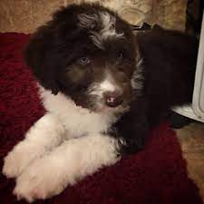 Pin On Cuteness Overload