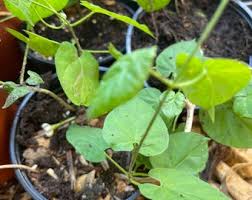 Image result for Telosma africana