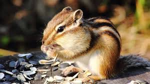 How to fill chipmunk hole. How To Get Rid Of Chipmunks Naturally 2021 Update