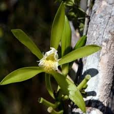 Image result for Vanilla crenulata