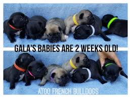 French bulldogs are friendly, affectionate dogs that were bred to be great companions. A French Bulldog Puppy Update Spring 2020