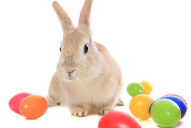 We did not find results for: How Long Should Kids Believe In The Easter Bunny Sheknows