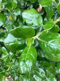 Image result for Coptosperma zygoon