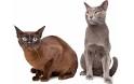 Burmese Kittens for Sale - The Burmese Cat Club