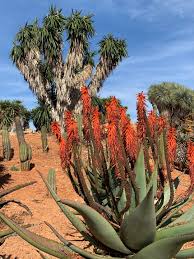 Benzinbrühe fließt durch botanischen garten von sóller. Botanicactus Mallorca Der Grosste Botanische Garten Europas Slow Travel Mallorca