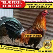 Jual ayam filipina di manado. Ayam Peruvian Shopee Indonesia