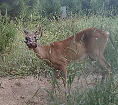 Diseases And Parasites Deer Ecology Management Lab Mississippi State University