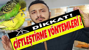 Muhabbet Kusu En Kolay Ciftlestirme Taktikleri Youtube
