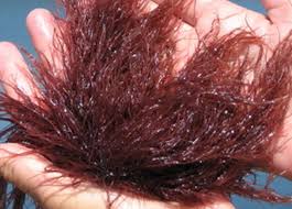 Red Macroalgae For Refugiums
