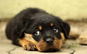 Afador puppies are intelligent right from their birth. Lab Mix Labrador Cross Breeds The Labrador Site