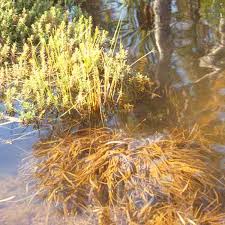 Image result for Blyxa aubertii