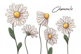 Margarita flower flowers background nature floral decoration decorative ornament ornate decor symbol backdrop natural artistic template plant ornamental margarita flower free vector we have about (12,372 files) free vector in ai, eps, cdr, svg vector illustration graphic art design format. Floral Botany Illustrations Chamomile Flowers Botany Illustration Flower Drawing Floral Botany