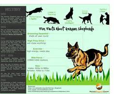 2127 Best Madde Images Dogs German Shepherd Dogs I Love Dogs