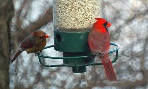 What's the best way to get rid of grackles? 15 Tips On How To Get Rid Of Starlings Fast Humanely World Birds