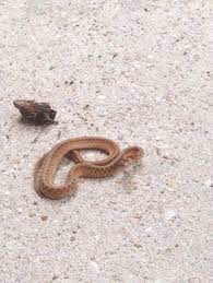The coloration is very similar to the adults in they are usually light brown or reddish in appearance. Newborn Baby Copperhead Snake Newborn Baby