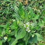Image result for Lippia javanica