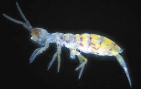 At prosite pest control we eliminate springtails and other pests through accurate pest identification, a thorough evaluation of your property, and the development of an effective plan of action. Tiny Insects Search For Moisture Caes Newswire