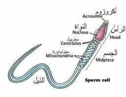 فوائد شرب الرجل منيه ويمكن أن تؤثر بعض العادات غير الصحية على السائل المنوي والحيوانات المنوية في الجسم مثل الإكثار من شرب الكحول والتدخين والمخدرات مما يؤثر سلبيًا على الخصوبة، كما تؤدي ممارسة التمارين الرياضية إلى. Ø·Ø¹Ù… Ø§Ù„Ø³Ø§Ø¦Ù„ Ø§Ù„Ù…Ù†ÙˆÙŠ Ø´ØºÙ Ø§Ù„Ø¬Ù…Ø§Ù„ Ù„Ù„ÙƒØ¨Ø§Ø± 18