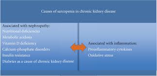 The following are the most common symptoms of acute and chronic renal failure. Pdf Sarcopenia A Major Challenge In Elderly Patients With End Stage Renal Disease Semantic Scholar