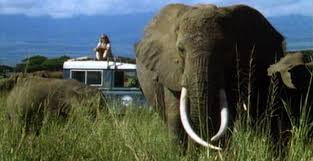 Echo: An Elephant to Remember