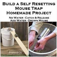 Diy Mouse Trap With A Bucket Lpc Survival Mouse Traps Mouse Trap Diy Diy Pest Control