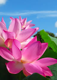 Follow the vibe and change your wallpaper every day! Download 840x1160 Wallpaper Lotus Pink Petals Close Up Iphone 4 Iphone 4s Ipod Touch 840x1160 Hd Image Background 24818