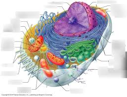 Different organelles represent each of these departments. Cell Organelles Diagram Quizlet